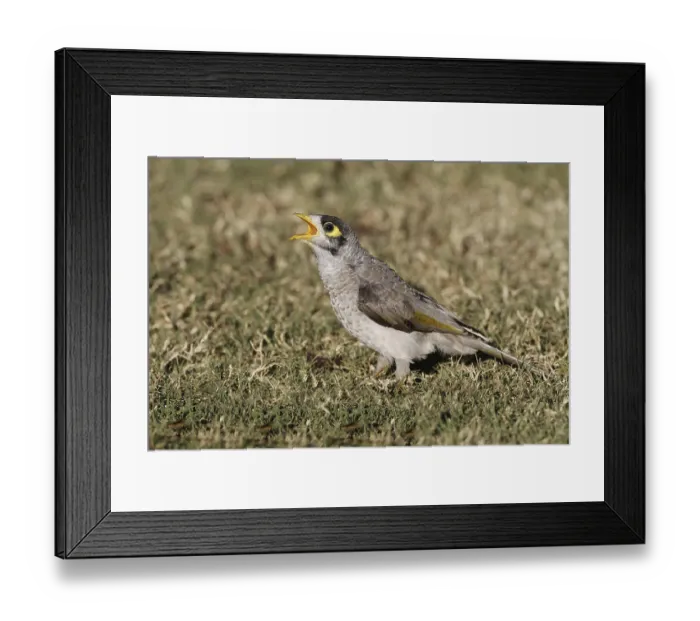 Framed Print : Yellow-throated Miner (Manorina flavigula) juvenile Framed Print : Yellow-throated Miner (Manorina flavigula) juvenile