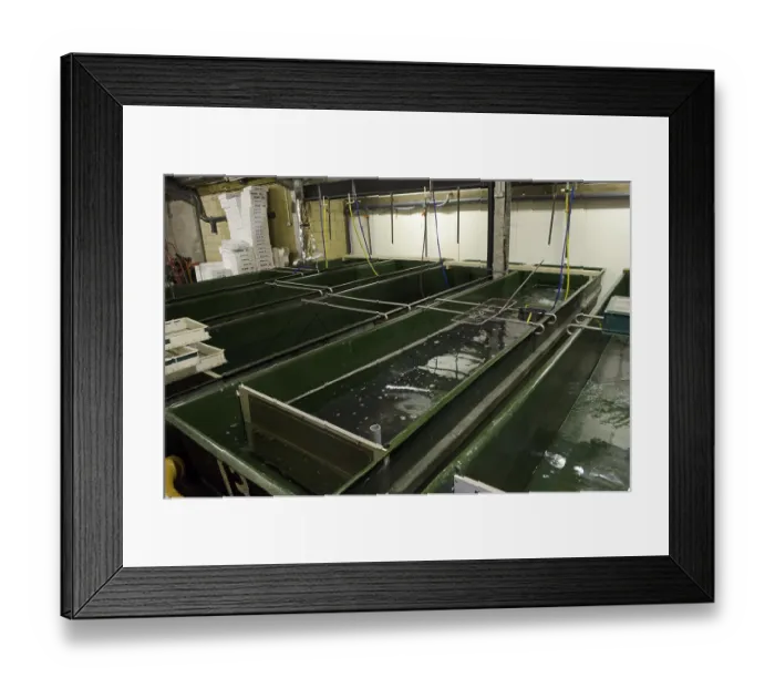 Framed Print : European Eel (Anguilla anguilla) holding tanks for elvers at captive rearing project headquarters
