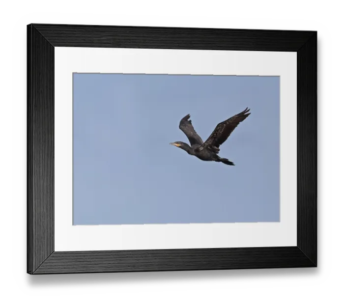 Framed Print : Neotropic Cormorant (Phalacrocorax brasilianus) adult