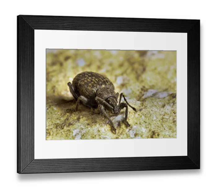 Framed Print : Black Vine Weevil (Otiorhynchus sulcatus) adult