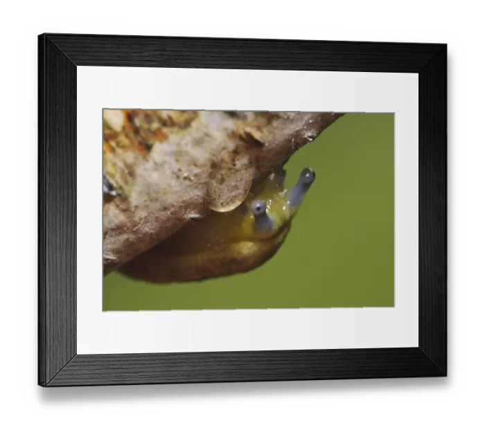 Framed Print : Yellow Slug (Limax flavus) adult Framed Print : Yellow Slug (Limax flavus) adult