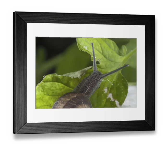 Framed Print : Garden Snail (Helix aspersa) adult