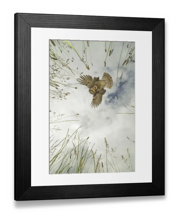 Framed Print : Little Owl (Athene noctua) adult