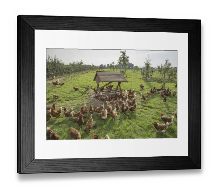 Framed Print : Domestic chickens, Lohmann Classic