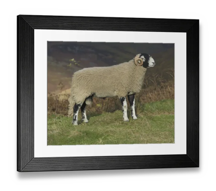 Framed Print : Swaledale sheep, Swaledale ram Framed Print : Swaledale sheep, Swaledale ram