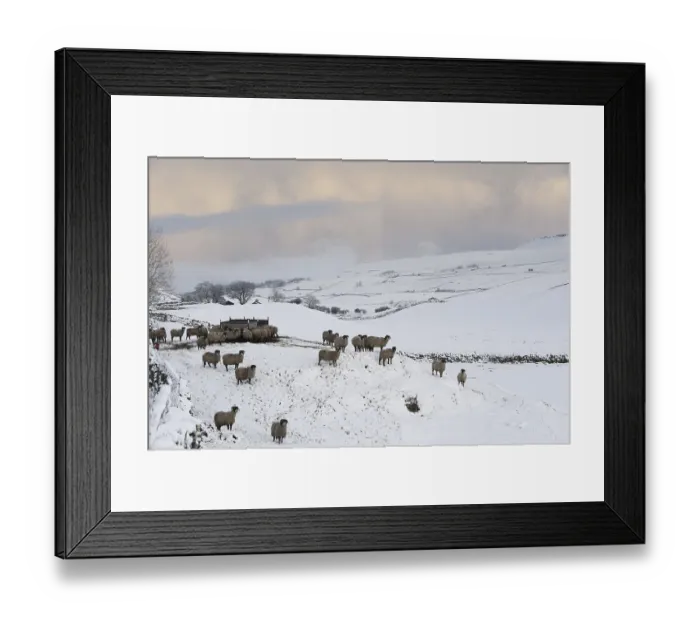 Framed Print : Swaledale Sheep, Swaledale Sheep