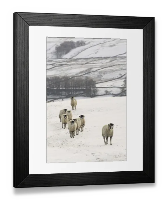Framed Print : Swaledale Sheep, Swaledale Sheep