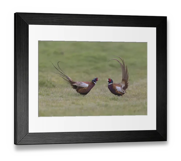 Framed Print : Common pheasant (Phasianus colchicus) two adult males