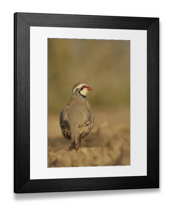 Framed Print : Red-legged Partridge (Alectoris rufa) adult Framed Print : Red-legged Partridge (Alectoris rufa) adult