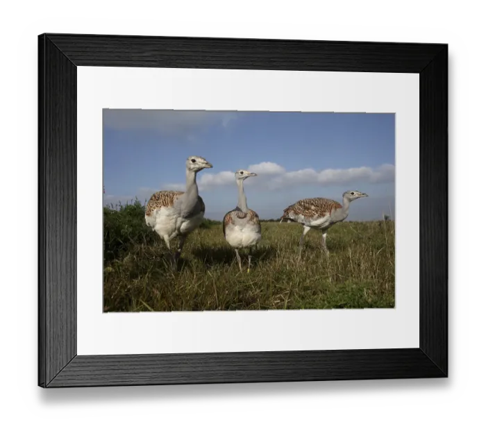 Framed Print : Great bustard (Otis tarda), group of birds one with transmitter Framed Print : Great bustard (Otis tarda), group of birds one with transmitter