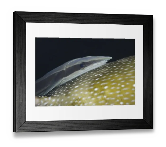 Framed Print : Slim live sharksucker (Echeneis naucrates) Framed Print : Slim live sharksucker (Echeneis naucrates)