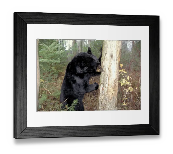 Framed Print : Black Bear searching food in tree trunk Framed Print : Black Bear searching food in tree trunk