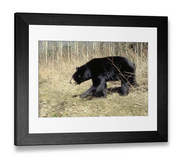 Framed Print : Black Bear, La Mauricie national park
