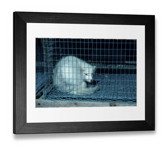 Framed Print : Arctic Fox (Alopex lagopus) (Vulpes lagopus) in cage