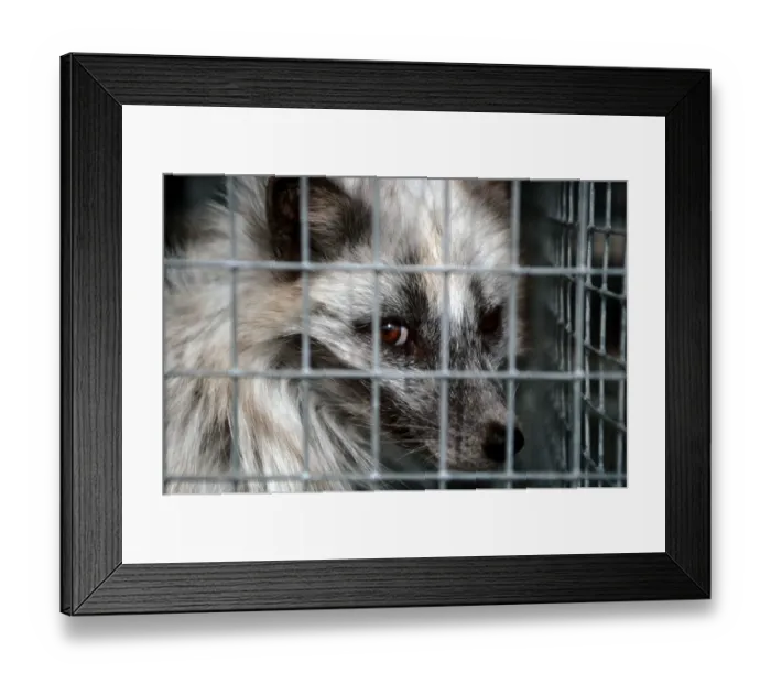 Framed Print : Arctic Fox (Vulpes lagopus) (Alopex lagopus) in cage