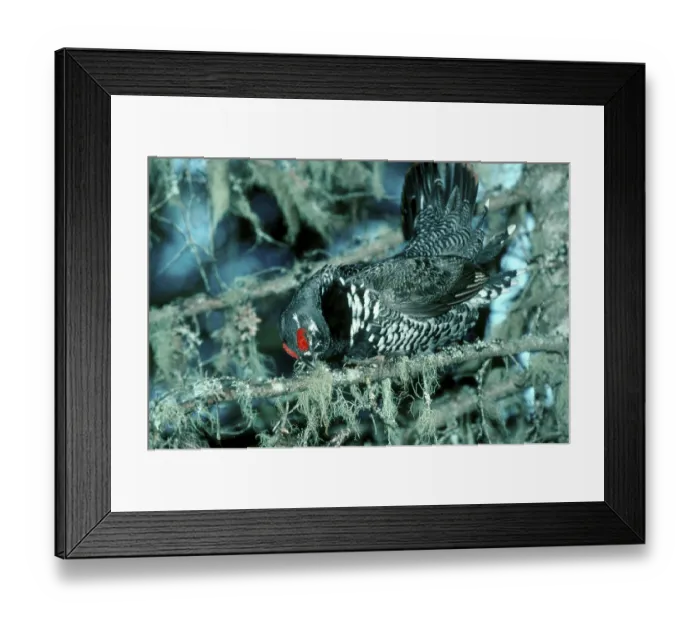 Framed Print : Spruce Grouse (Dendragapus canadensis) Framed Print : Spruce Grouse (Dendragapus canadensis)