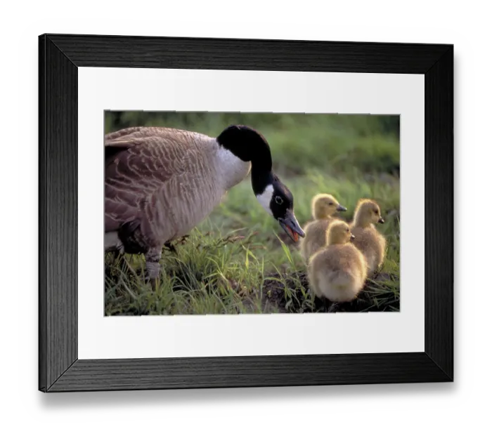 Framed Print : Canada Goose (Branta canadensis) with goslings