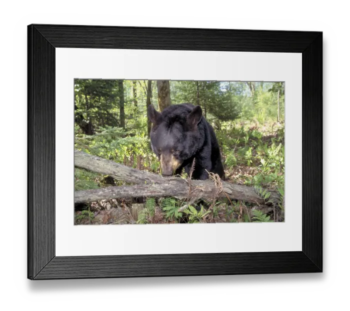 Framed Print : Black Bear searching for food at tree trunk