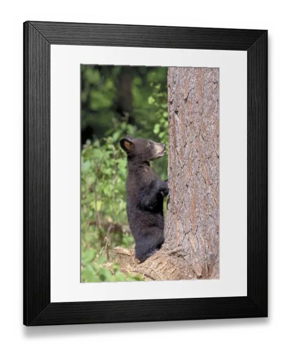 Framed Print : Black Bear cub, La Mauricie national park