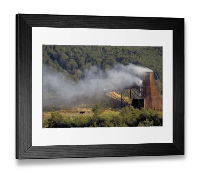 Framed Print : Black Bear at dump, Quebec, American Black Bear (Ursus americanus) Framed Print : Black Bear at dump, Quebec, American Black Bear (Ursus americanus)