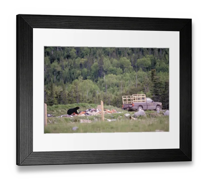 Framed Print : Black Bear at dump, Quebec, American Black Bear (Ursus americanus)
