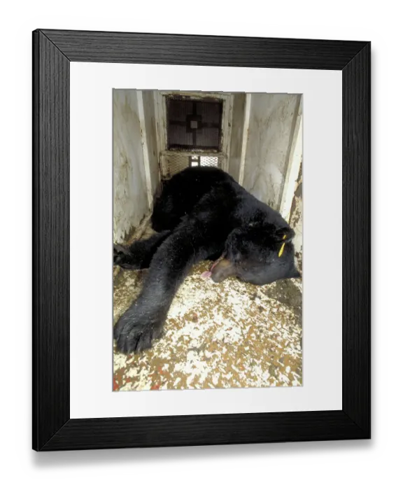 Framed Print : Sedated Black Bear in trap, Quebec Framed Print : Sedated Black Bear in trap, Quebec