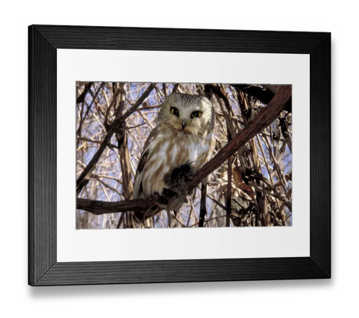 Framed Print : Northern Saw-whet Owl (Aegolius acadicus)