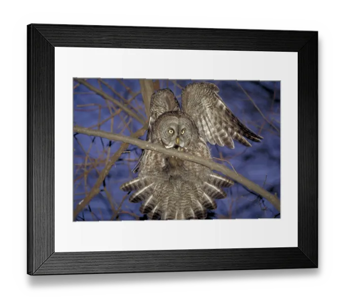 Framed Print : Great Grey Owl (Strix nebulosa), Quebec, Canada