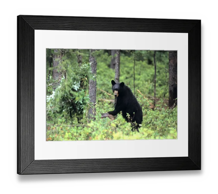 Framed Print : Black Bear, Abitibi county, Quebec Framed Print : Black Bear, Abitibi county, Quebec