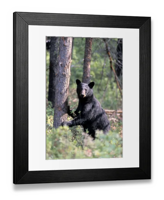 Framed Print : Black Bear, Abitibi county, Quebec Framed Print : Black Bear, Abitibi county, Quebec