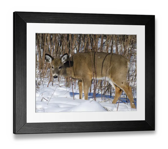 Framed Print : White tailed deer (Odocoileus virginianus)