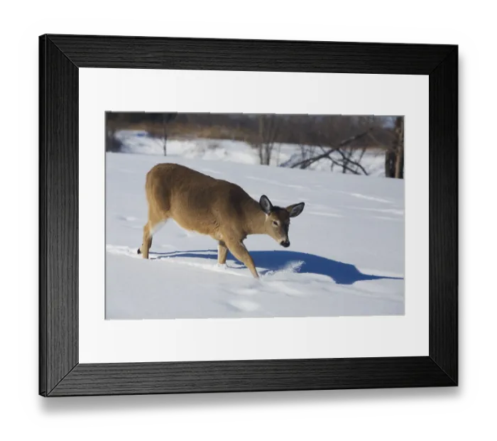 Framed Print : White tailed deer (Odocoileus virginianus)