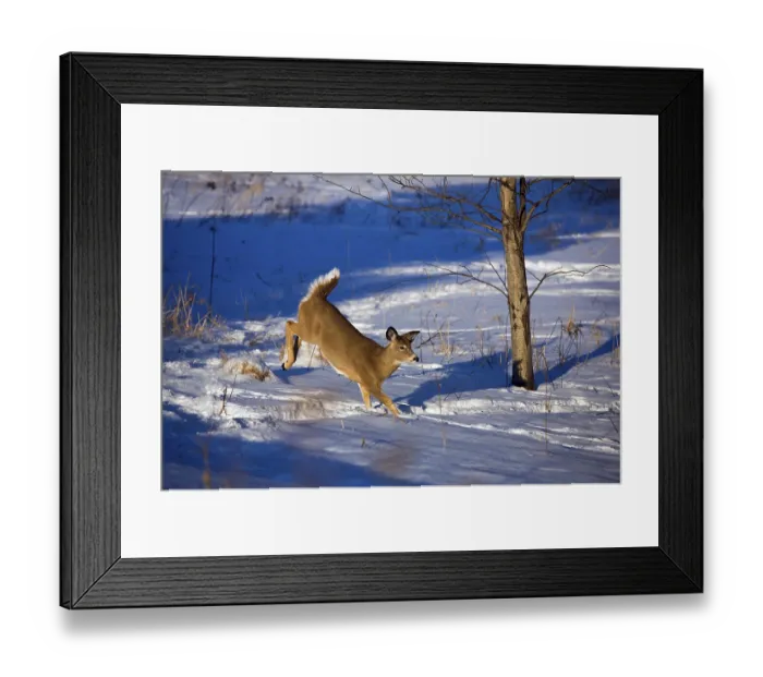 Framed Print : White tailed deer (Odocoileus virginianus) Framed Print : White tailed deer (Odocoileus virginianus)