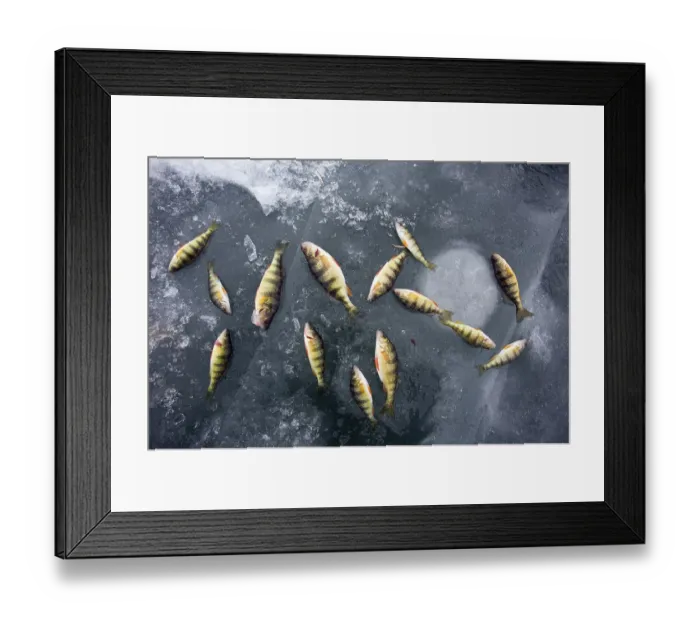 Framed Print : Yellow perch (Perca flavescens) river perch on ice