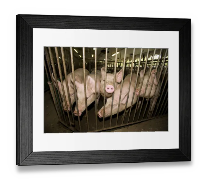 Framed Print : Domestic pigs, in the barn, Gaspor farm Framed Print : Domestic pigs, in the barn, Gaspor farm