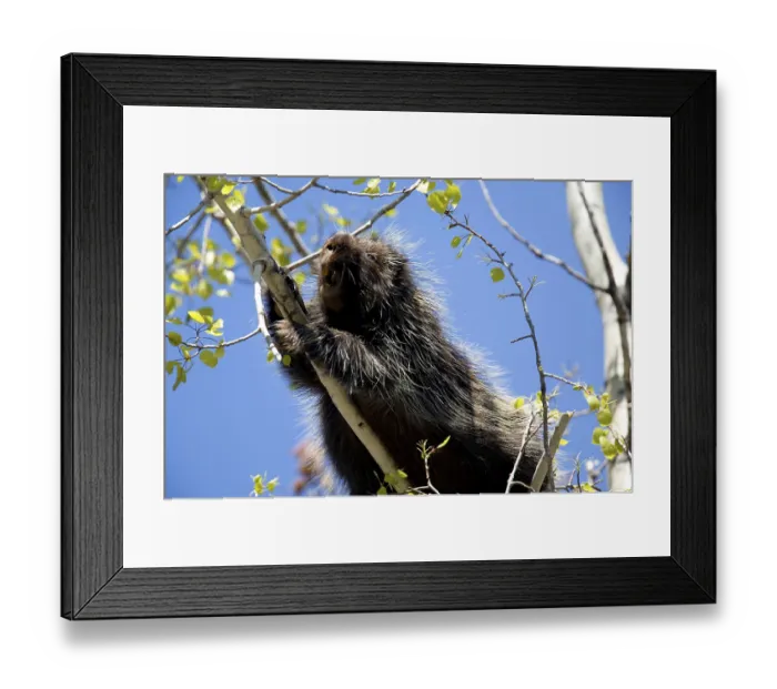 Framed Print : North American porcupine (Erethizon dorsatum) Framed Print : North American porcupine (Erethizon dorsatum)