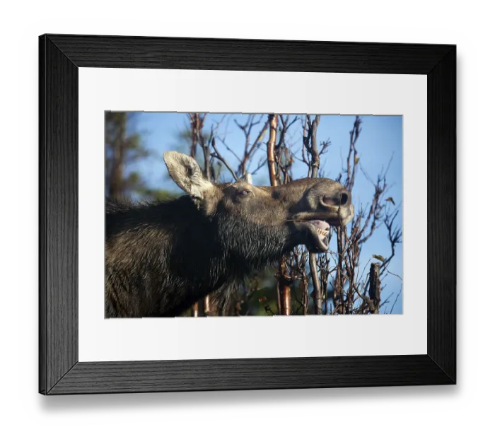 Framed Print : Elk (Alces alces), Gaspestine National Park