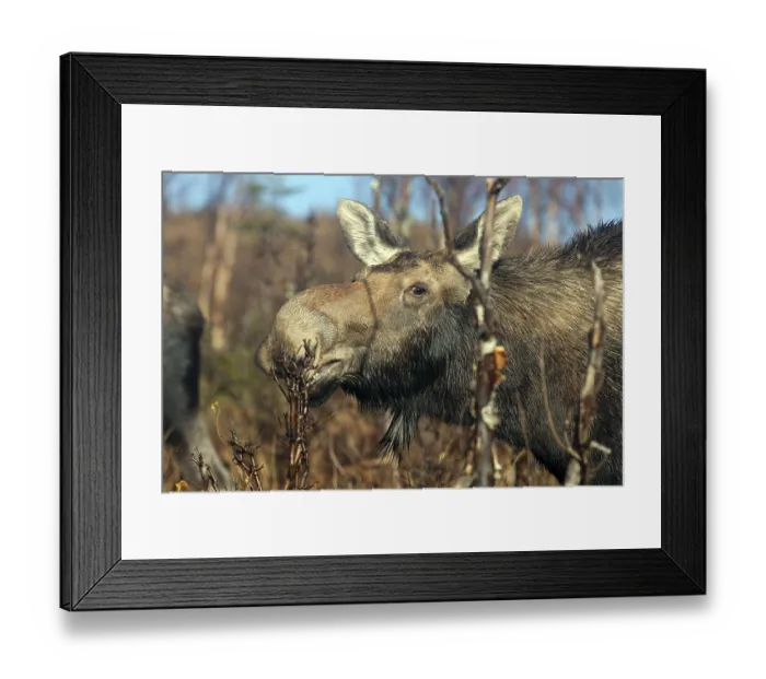 Framed Print : Elk (Alces alces), Gaspestine National Park