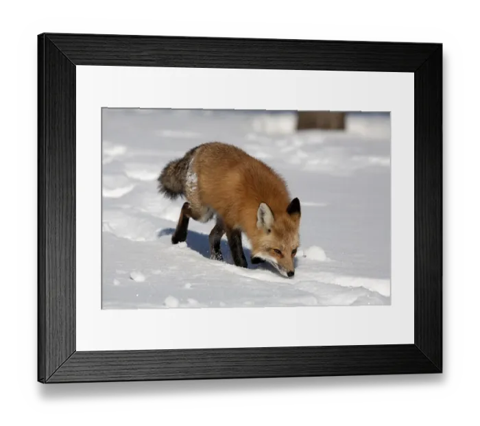 Framed Print : American red fox (Vulpes vulpes fulva)