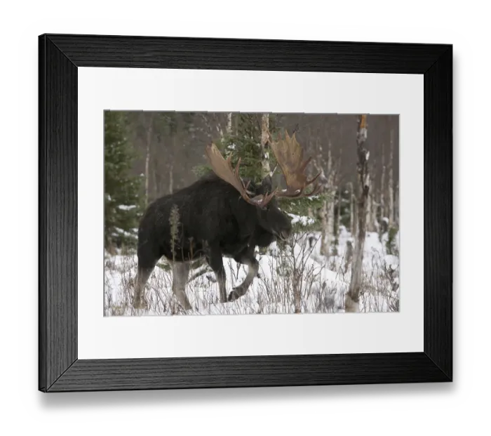 Framed Print : Elk (Alces alces), bull, Gaspesie National Park Framed Print : Elk (Alces alces), bull, Gaspesie National Park