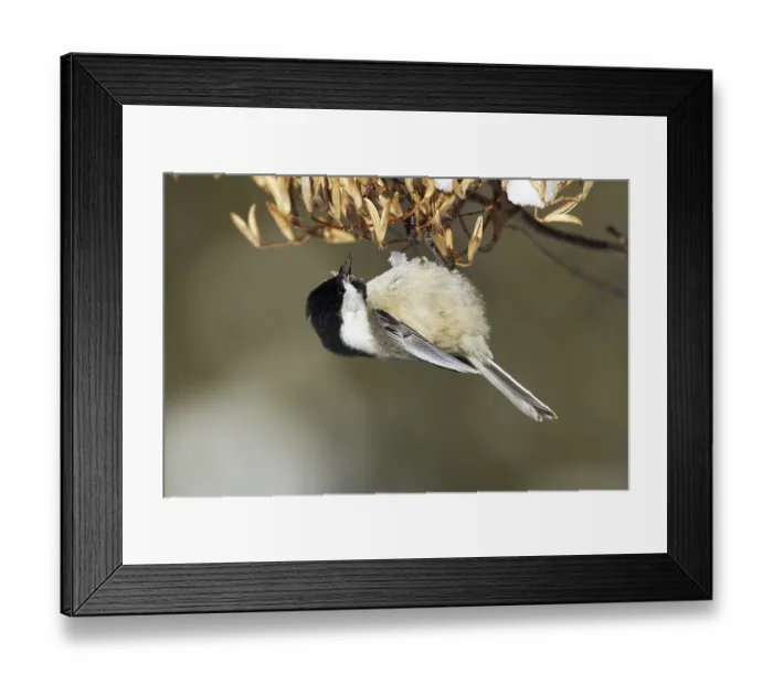 Framed Print : Black-capped Tit, Quebec (Parus atricapillus)