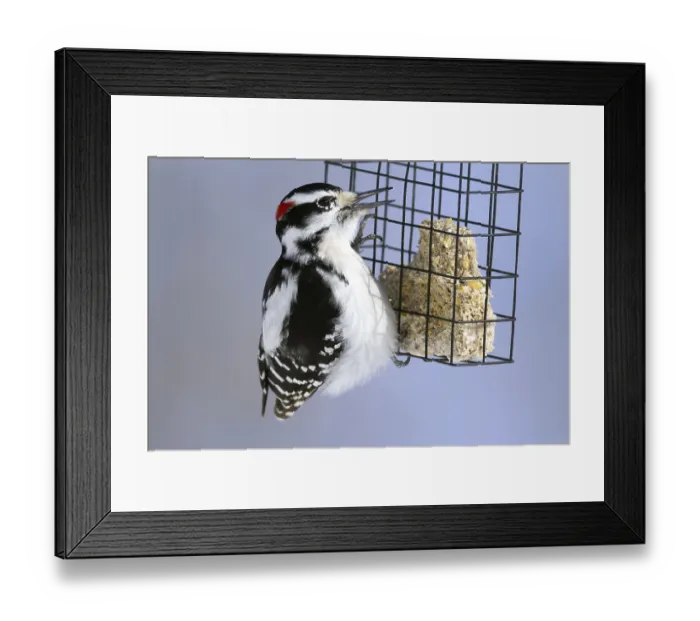 Framed Print : Downy woodpecker (Picoides pubescens) Framed Print : Downy woodpecker (Picoides pubescens)