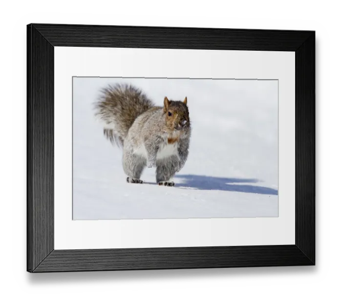 Framed Print : Eastern gray squirrel (Sciurus carolinensis) Framed Print : Eastern gray squirrel (Sciurus carolinensis)