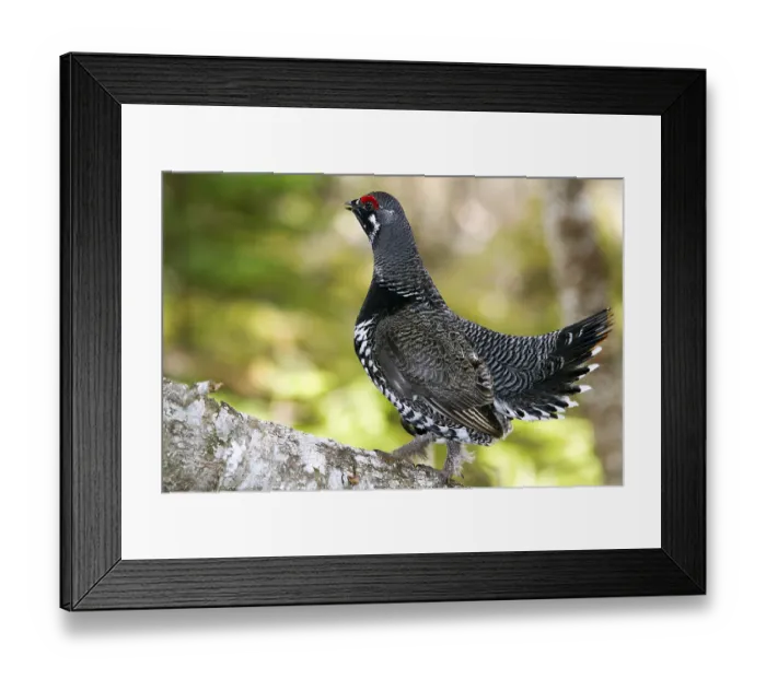 Framed Print : Spruce Grouse, male, Gaspesie National Park Framed Print : Spruce Grouse, male, Gaspesie National Park