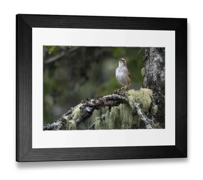 Framed Print : White-crowned Sparrow (Zonotrichia leucophrys) Framed Print : White-crowned Sparrow (Zonotrichia leucophrys)
