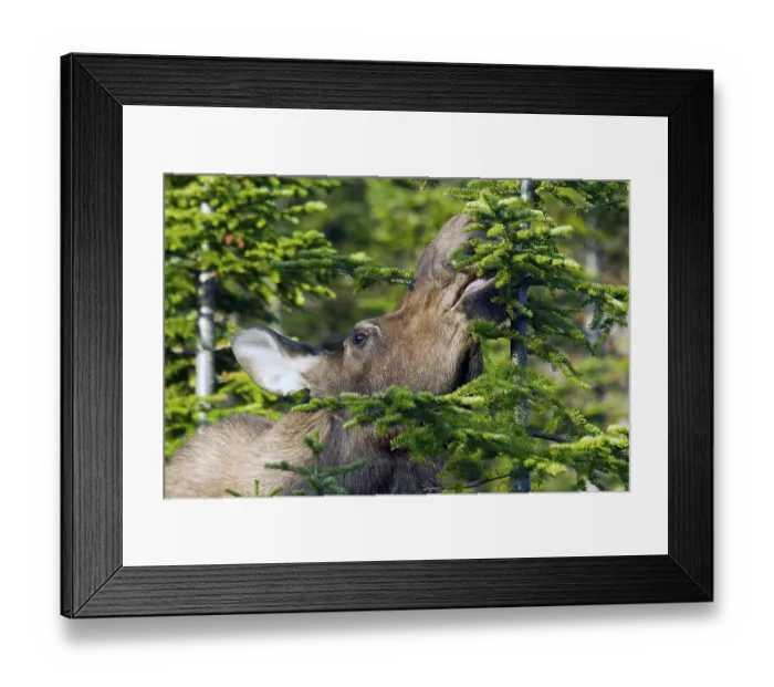 Framed Print : Elk (Alces alces), female, feeding on balsam spruce