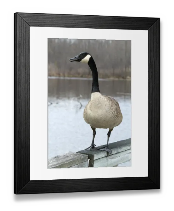 Framed Print : Canada goose (Branta canadensis)