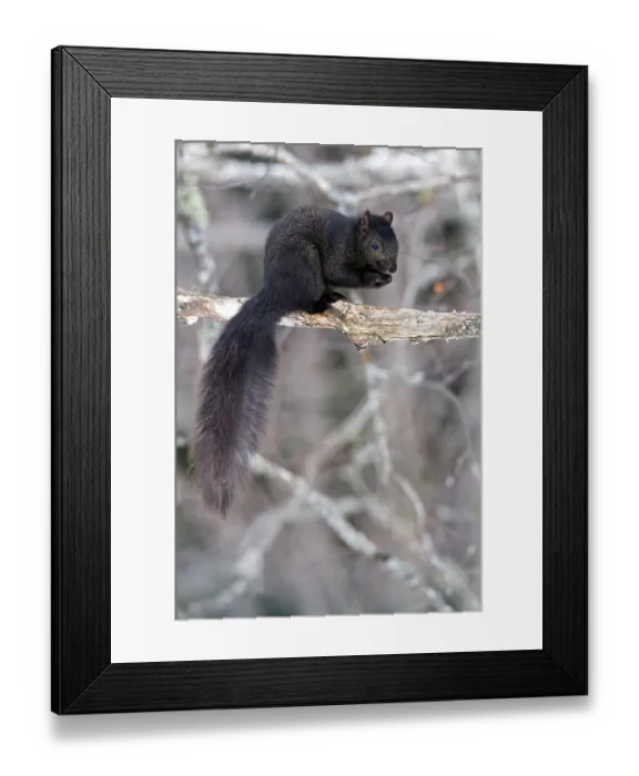 Framed Print : Eastern grey squirrel, Melanistic -black phase- (Sciurus carolinensis)