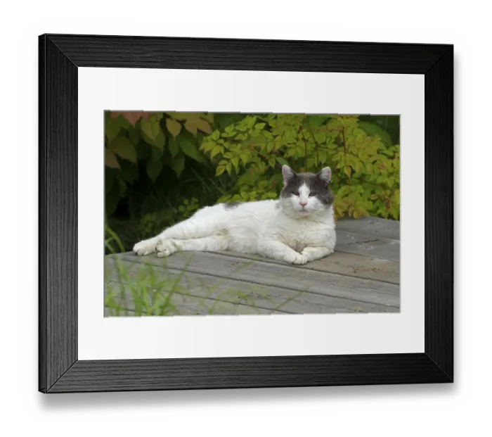 Framed Print : House cat on garden table, Quebec, Canada Framed Print : House cat on garden table, Quebec, Canada