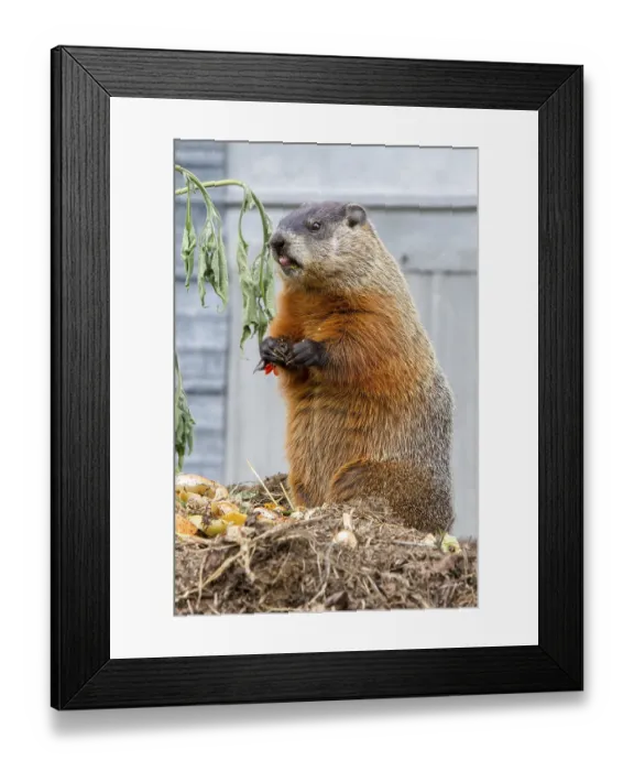Framed Print : Groundhog feeding on a compost heap